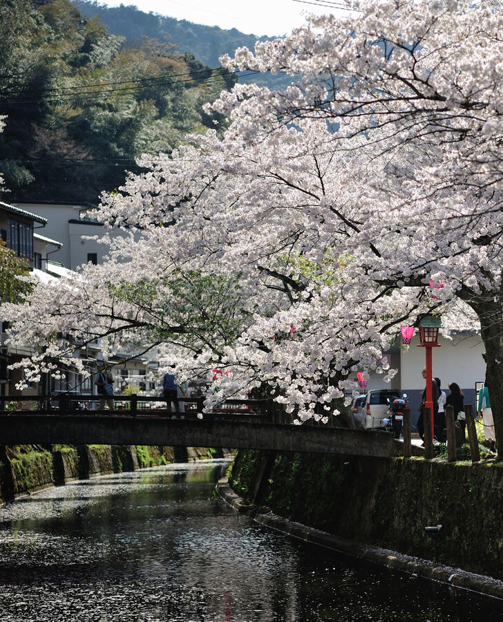Spring in Kinosaki